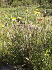 Pseudopodospermum inconspicuum