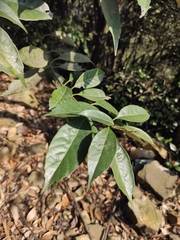 Lithocarpus glaber