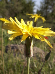 Pseudopodospermum inconspicuum
