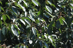 Lithocarpus glaber