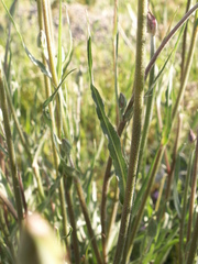 Pseudopodospermum inconspicuum