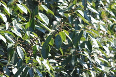 Lithocarpus glaber