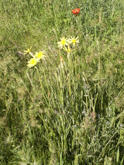 Pseudopodospermum inconspicuum