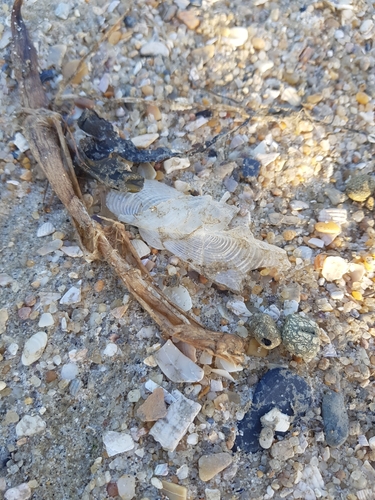 photo of By-the-wind Sailor (Velella velella)