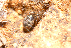 Enoplognatha mandibularis