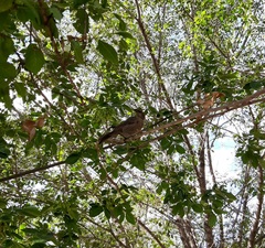 Molothrus bonariensis