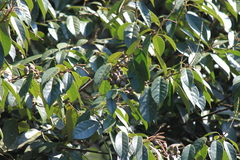 Lithocarpus glaber