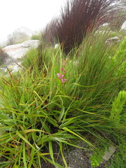 Disperis paludosa