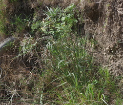 Cyperus textilis