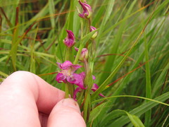 Disperis paludosa