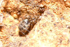 Enoplognatha mandibularis