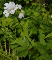 Cardamine bulbifera