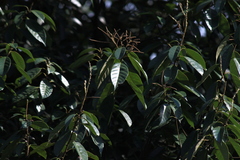 Lithocarpus glaber