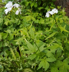 Cardamine bulbifera