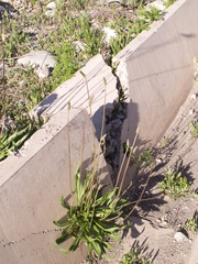 Plantago lanceolata