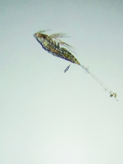Microsetella norvegica