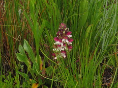 Disa albomagentea