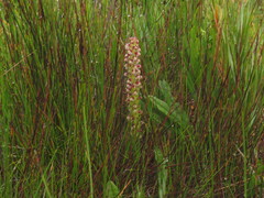Disa obtusa