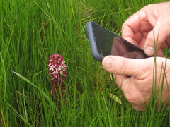 Disa albomagentea
