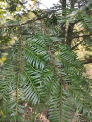 Taxus mairei