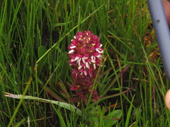 Disa albomagentea