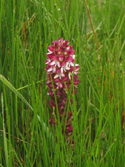 Disa albomagentea