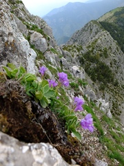 Primula marginata