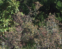 Berkheya bipinnatifida