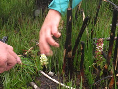 Disa albomagentea