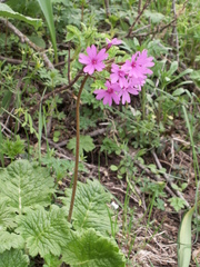 Primula kaufmanniana
