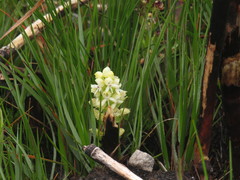 Disa albomagentea