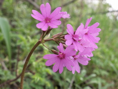 Primula kaufmanniana