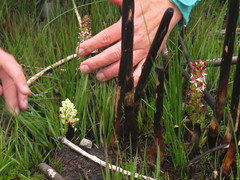 Disa albomagentea