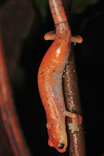 Dunn's Salamander, Bolitoglossa dunni
