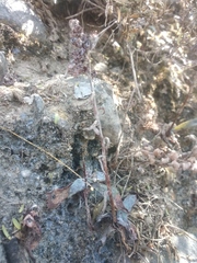 Thompsonella minutiflora