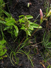 Disa obtusa