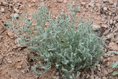 Cryptantha mexicana