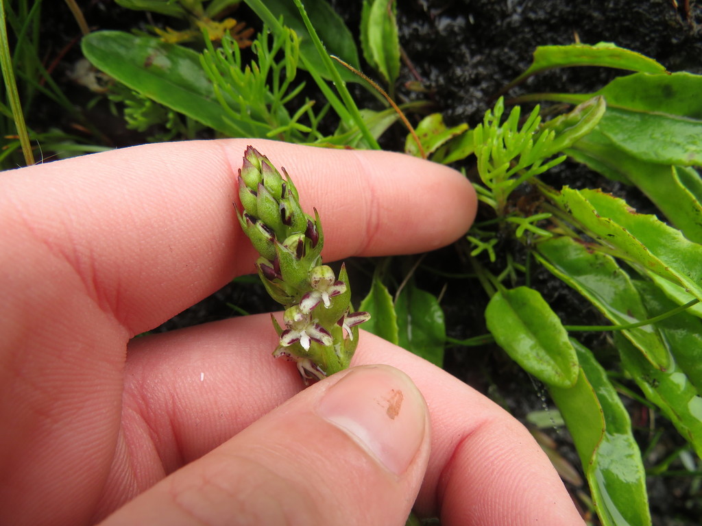 Disa obtusa