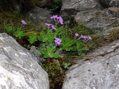 Primula marginata
