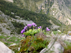 Primula marginata