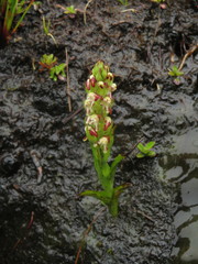 Disa obtusa