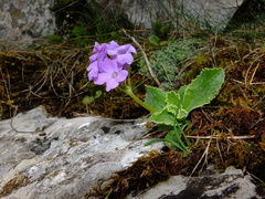 Primula marginata