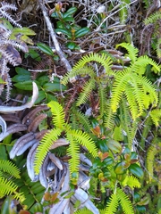 Sticherus quadripartitus