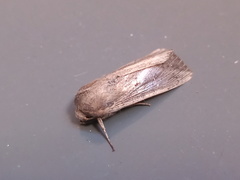 Leucania oaxacana