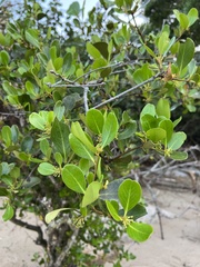 Aegiceras corniculatum