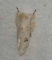 Naroma varipes