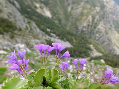Primula marginata
