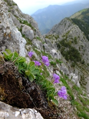 Primula marginata