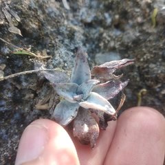 Thompsonella minutiflora
