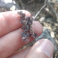 Thompsonella minutiflora